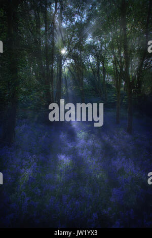 La mattina presto la luce del sole in blue bell boschi con alberi di luce e di ombra Foto Stock