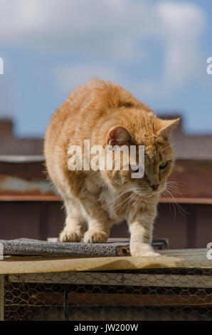 Lo zenzero caccia Tom cat con il collare sul tetto. Foto Stock