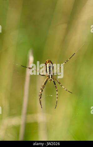 Wasp spider, Argiope bruennichi nel web, Limburgo, Paesi Bassi. Foto Stock