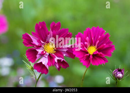 Cosmos bipinnatus 'doppio clic di mirtilli rossi fiori". Foto Stock