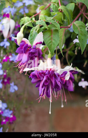 Fuchsia fiori in una parete del cestello. Foto Stock