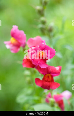 Antirrhinum majus. Rosa fiori di bocca di leone. Foto Stock