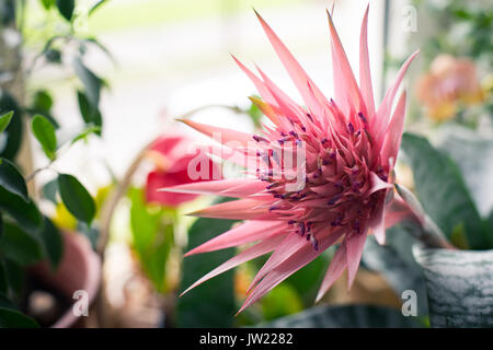 Fiore rosa di Aechmea fasciata in giardino e a casa nel periodo di fioritura Foto Stock