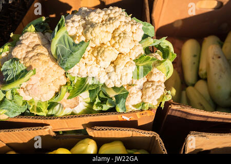 Immagine ravvicinata di cavolfiore bianco in una scatola di cartone sul mercato Foto Stock