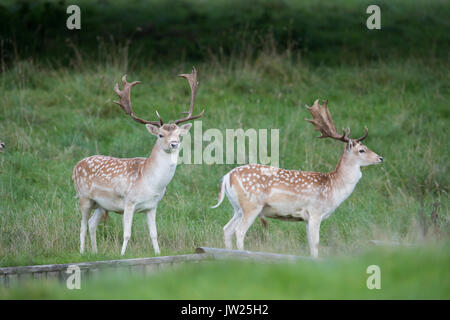 Daini; Dama Dama; due Buck; Derbyshire, Regno Unito Foto Stock