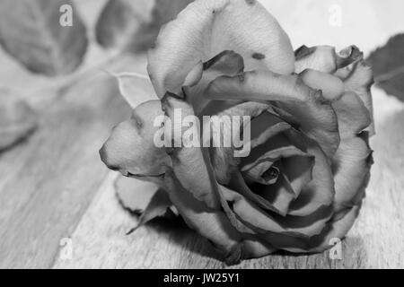 Black & White Rose Foto Stock