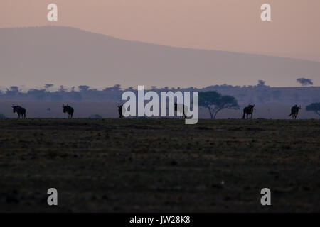 Western White-barbuto Gnu (Connochaetes taurinus mearnsi) all'alba Foto Stock