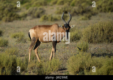 Südliche Kuhantilope od. Kaama Kuhantilope (Alcelaphus buselaphus caama), Bushmans Kloof, Privates Wildschutzgebiet, Clanwilliam, Westkap Südafrika, Foto Stock