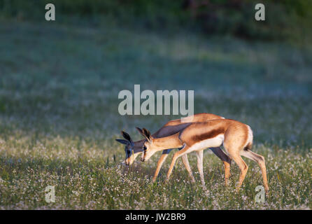 Springbok (Antidorcas marsupialis), due nuovi agnelli nati in un prato fiorito nel deserto del Kalahari, durante la stagione delle piogge, transfrontaliero Kgalagadi Foto Stock