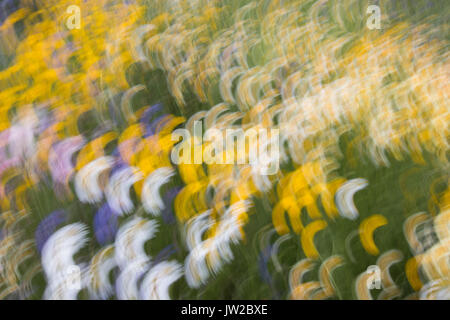 Prato estivo, flower meadow, astratta, offuscata, Germania Foto Stock