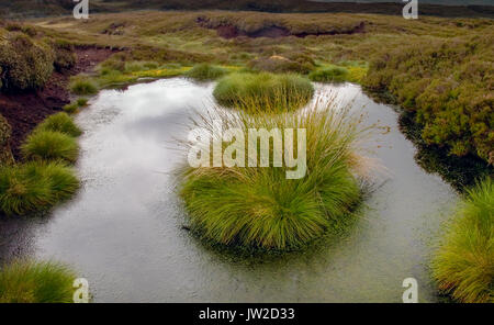 Una sezione di sollevato Bog nella foresta di Bowland Foto Stock