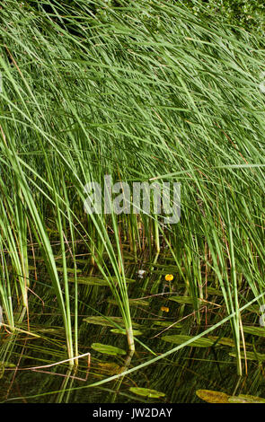 Canne e ninfee in un lago in Svezia Foto Stock