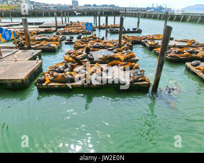 I leoni marini al Pier 39, San Francisco, Stati Uniti d'America Foto Stock