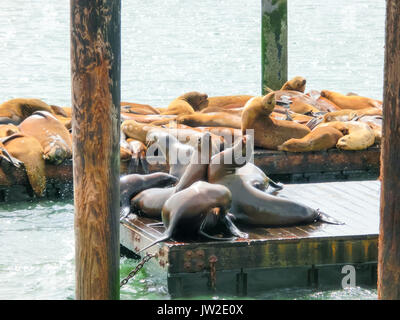 I leoni marini al Pier 39, San Francisco, Stati Uniti d'America Foto Stock