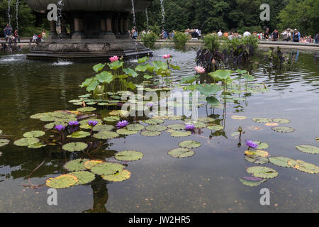 Waterlilies in angelo di acque Fontana a Bethesda terrazza, NYC, STATI UNITI D'AMERICA Foto Stock