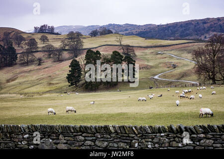 Pecore pascolano sulle colline in The Langdale Valley, Lake District, England, Regno Unito Foto Stock