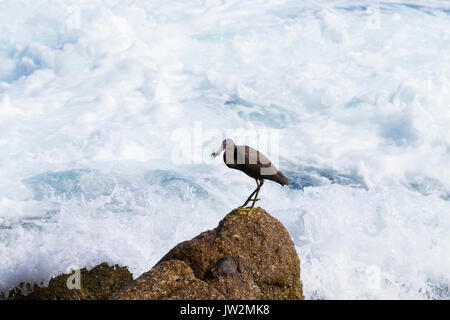 Pacific Reef Garzetta sulla roccia mare aisia beach, nero pacific reef garzetta cerca di pesce a beach rock. Foto Stock