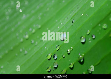 Foglia verde di una banana palm con gocce di acqua dopo una pioggia. Foto Stock