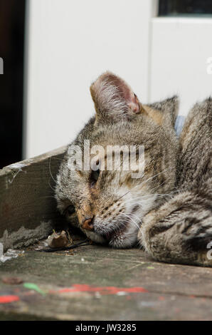 Close up di dormire Tom gatto, Gatto di casa, Paesi Bassi. Foto Stock