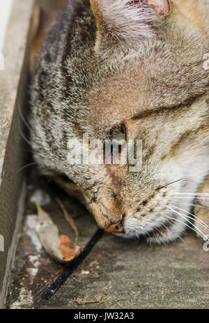 Close up di dormire Tom gatto, Gatto di casa, Paesi Bassi. Foto Stock