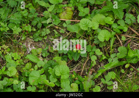 Frutto di Fragaria vesca, fragole di bosco, Alpine fragola, Europeo fragola, fraisier des bois, fragole, Limburgo, Paesi Bassi. Foto Stock