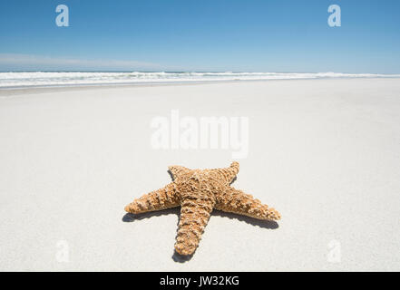 Starfish su vuoto spiaggia sabbiosa Foto Stock