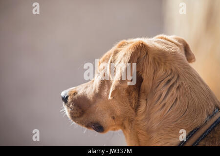 Cane marrone che guarda lontano Foto Stock