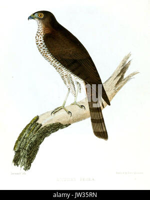 AccipiterBesraJerdon2 Foto Stock
