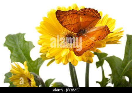 Cruiser Butterfly (Vindula Erota) su giallo Gerbera Daisy Foto Stock
