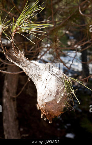 Il nido di un pino processionary moth con i bruchi su un ramo di pino Foto Stock