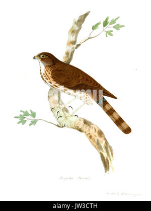 AccipiterBesraJerdon Foto Stock