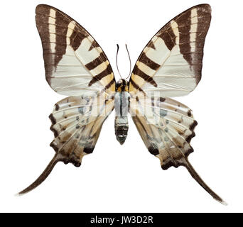 Primo piano studio immagine di cinque barre butterfly Foto Stock