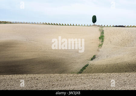 Un solitario cipressi si trova sulla parte superiore della grigio collina toscana con filari di vite Foto Stock