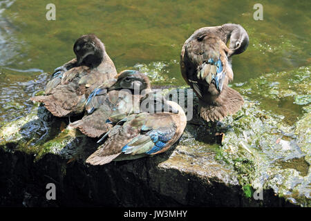 Anatra di legno, Aix sponsa, novellame huddling al bordo delle acque Foto Stock