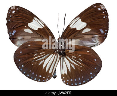 Gazza Crow Butterfly [Euploea radamanthus] Foto Stock