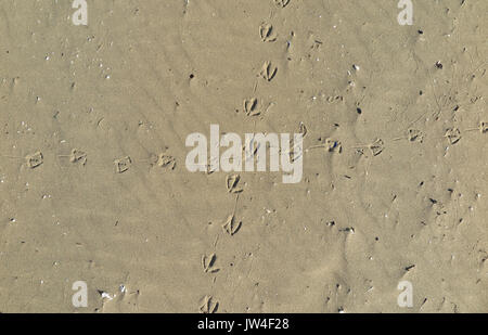 Footprint di uccelli nella sabbia Foto Stock