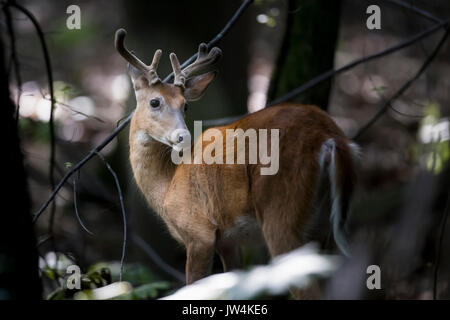 Un buck culbianco cervo con corna di cervo coperta in velluto. Foto Stock