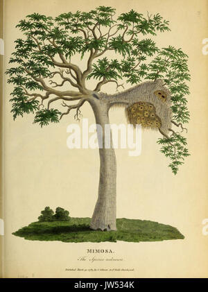 La Mimosa da William Patison 1779 e un nido Foto Stock