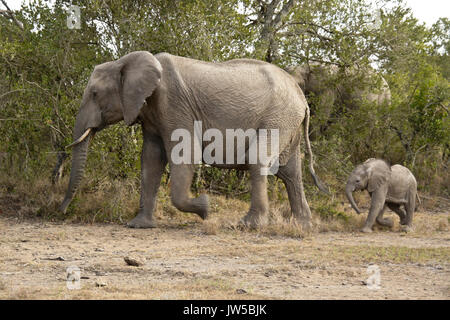 Femmina d'elefante e vitello in fretta, Ol Pejeta Conservancy, Kenya Foto Stock