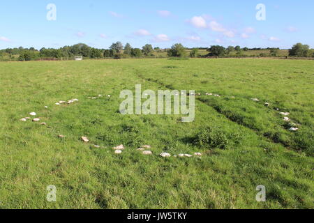 Cerchio fiabesco del cavallo di funghi in erba Foto Stock