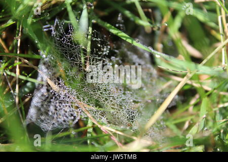 Spider Web contemplati all'inizio di rugiada di mattina Foto Stock