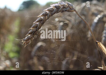 Spider Web attraverso la linea del tram nel campo di grano Foto Stock