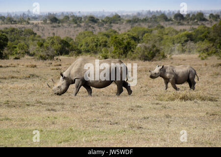 Rinoceronte nero e del polpaccio, Ol Pejeta Conservancy, Kenya Foto Stock