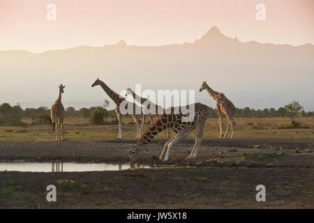 Le giraffe reticolate a waterhole sotto le cime del Monte Kenya all'alba, Ol Pejeta Conservancy, Kenya Foto Stock
