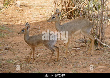 I dikdiks di Kirk (dik-diks) (femmina e cucito), Samburu Game Reserve, Kenya Foto Stock