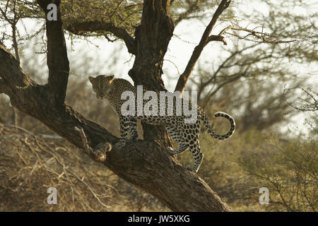 Maschio di leopard in piedi sul tronco di acacia, Samburu Game Reserve, Kenya Foto Stock