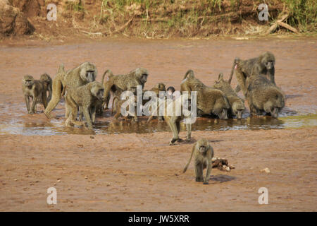 Squadrone di oliva babbuini bere da Ewaso () Uaso Nyiro, Samburu Game Reserve, Kenya Foto Stock