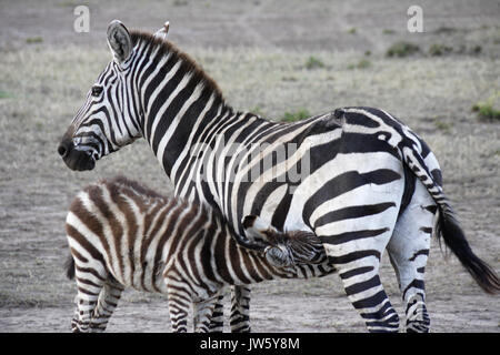 Zebra comune (con il vecchio avvolto su haunch) nursing puledro, Masai Mara Game Reserve, Kenya Foto Stock