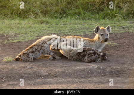Spotted hyena allattava il cubs, il Masai Mara Game Reserve, Kenya Foto Stock