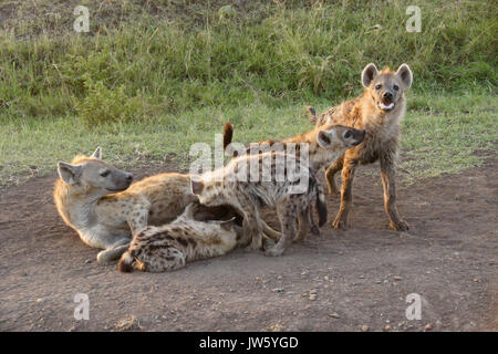 Femmina iene maculate con cubs, il Masai Mara Game Reserve, Kenya Foto Stock